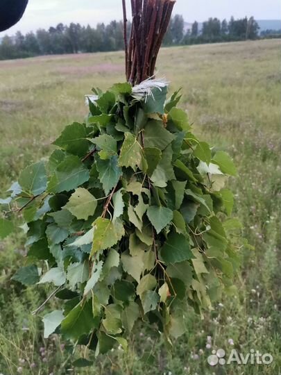 Веники для бани береза