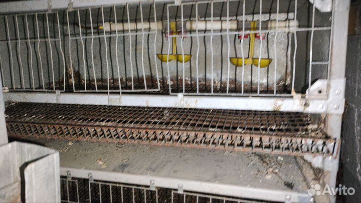 Клетка для содержания перепелов