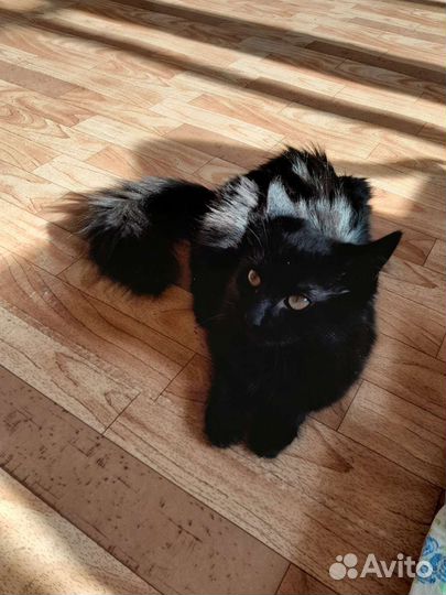 Котята подростки в надёжные руки