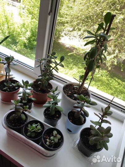 Крассула толстянка денежное дерево