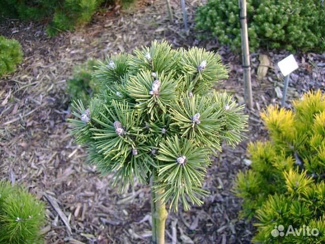 Сосна горная на штамбе (подробности в описании)