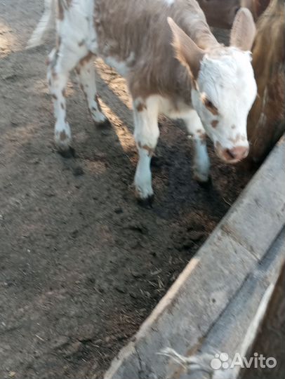 Корова с телëнком