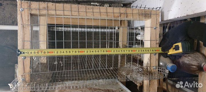 Клетки для перепелов