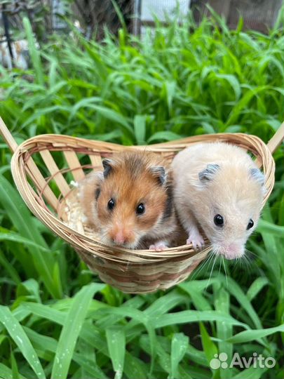 Сирийские и джунгарские хомяки