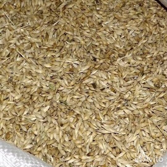 Овес ячмень пшеница