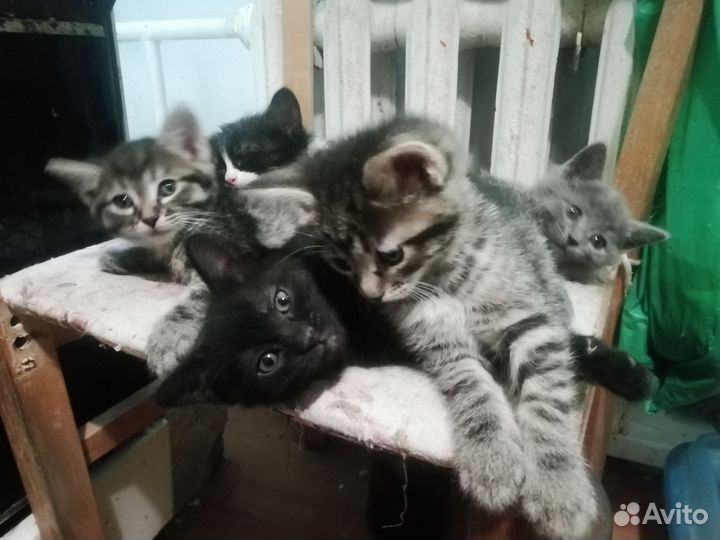 Котята в дар бесплатно