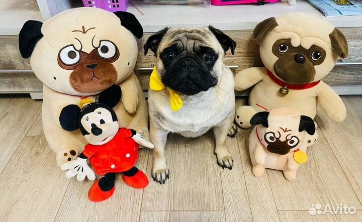 Вязка собак мопс