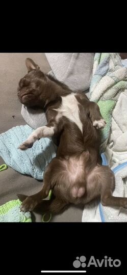 Вязка собак чихуахуа