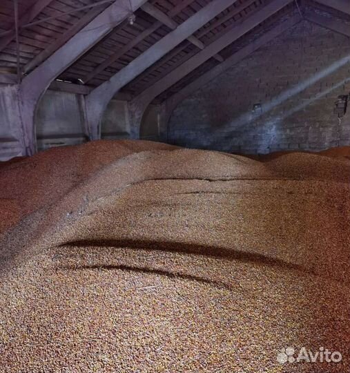 Кормовой ячмень, Подсолнечник на корм