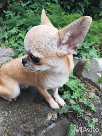 Чихуахуа девочка