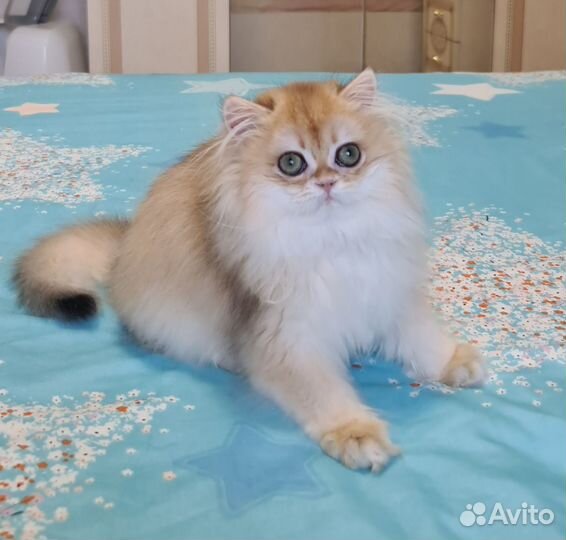 Кошечка Хаврошка