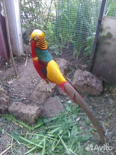 Яйцо фазана