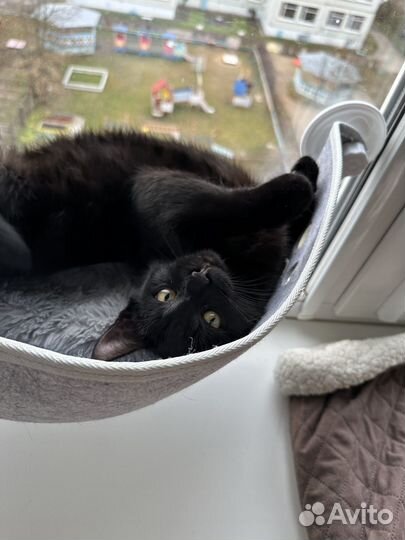 Котик подросток