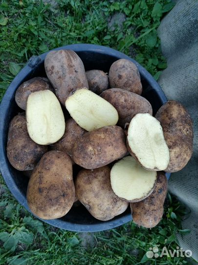 Продам картофель домашний