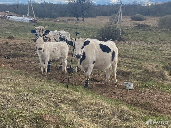 Коровы, нетели, телки, сырного направления, Джерси