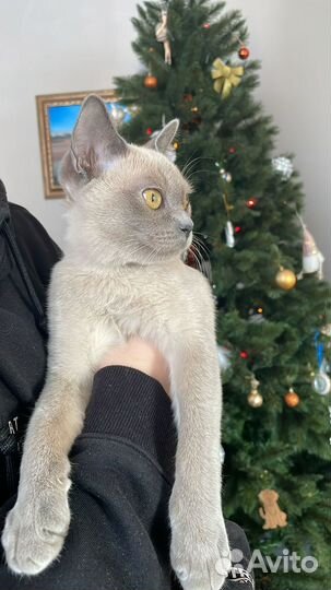 Бурманская кошка