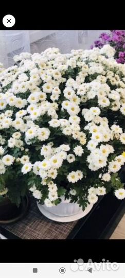 Хризантемы мультифлора