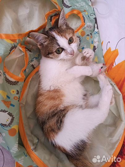 Кошка