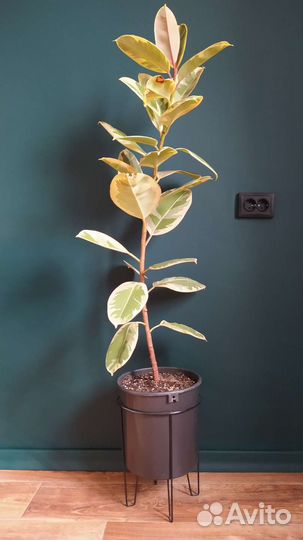 Фикус эластика Тинеке