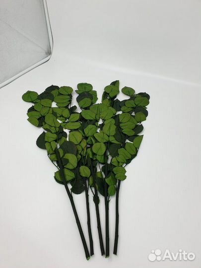 Стабилизированные стебли 60см (Эквадор)