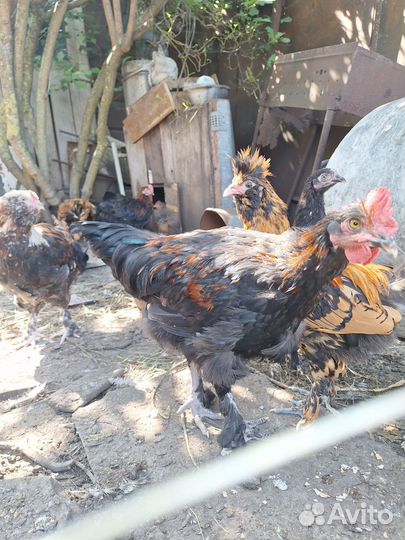 Молодые петухи