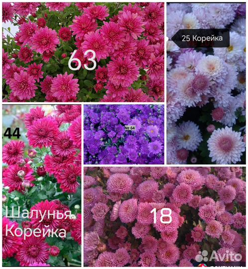 Хризантема мультифлора