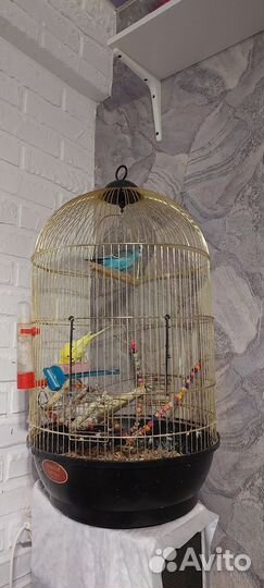 Волнистый попугай и большая клетка