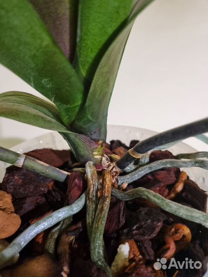 Орхидея фаленопсис Бинти (Binti) пелор