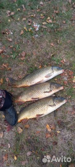 Охота и рыбалка