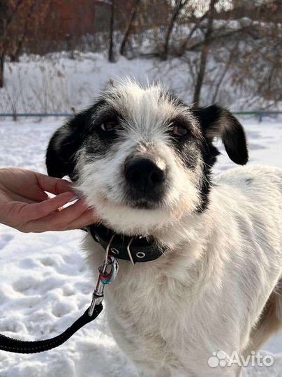 Собака в самые добрые руки