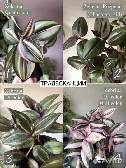 Традесканции 20 сортов