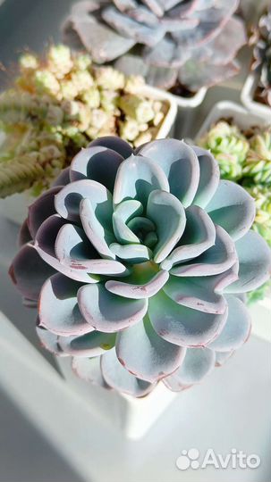 Суккуленты 1