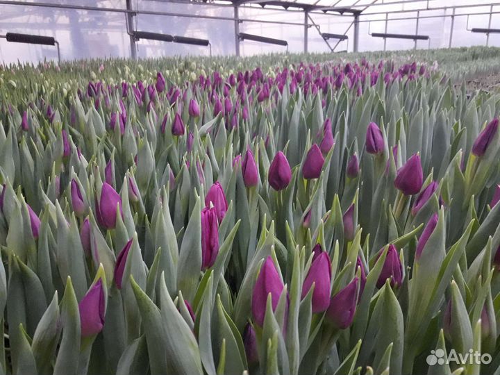 Опт Тюльпан луковица Крым