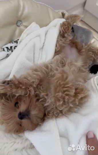 Мальтипу f1 micro размер premium collection ай