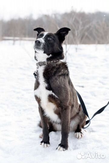 Небольшая молоденькая собачка Руна