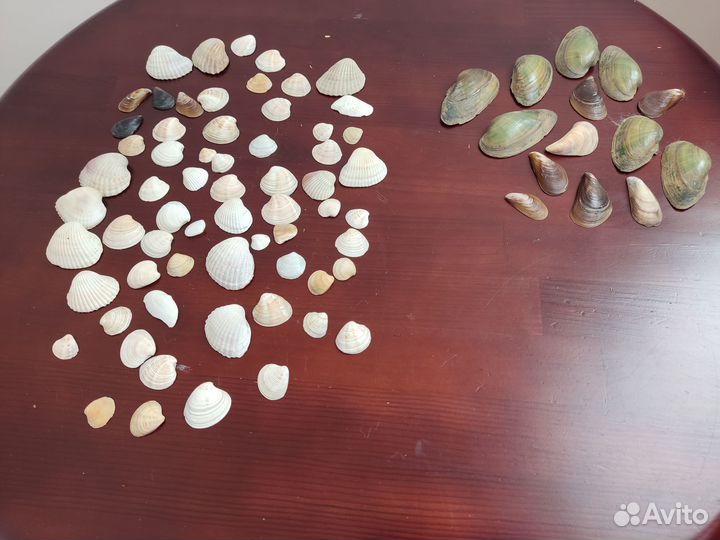 Ракушки для аквариума, перья фазана, палочки