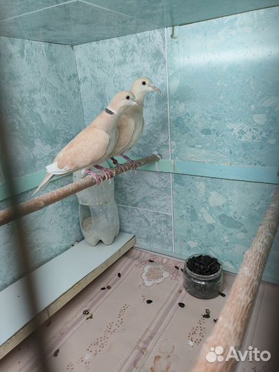 Три смеющихся горлицы редких окрасов