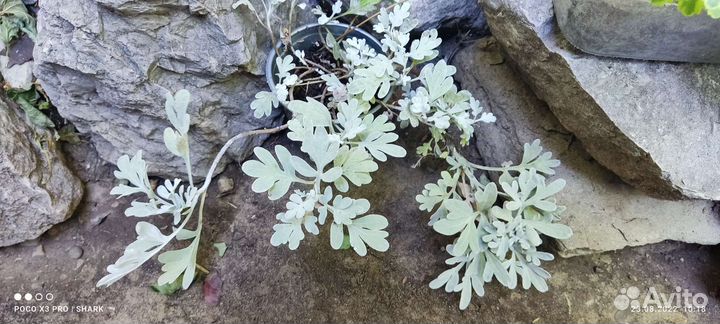 Шалфей дубравный, Вероника.Полынь Стеллера