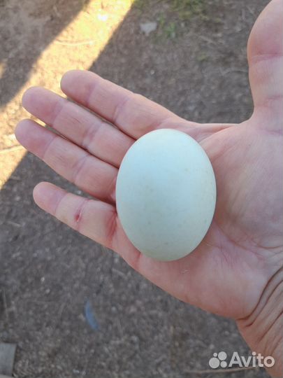 Утята индийского бегунка