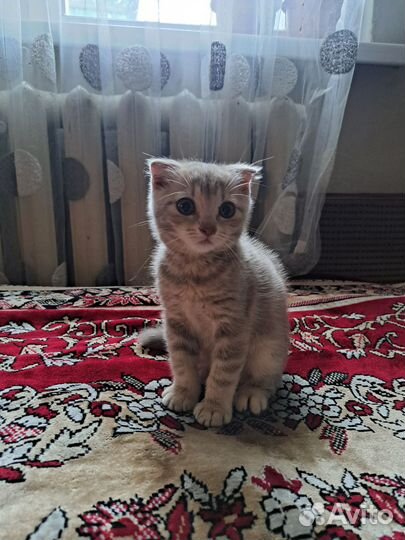 Котенок девочка в добрые руки