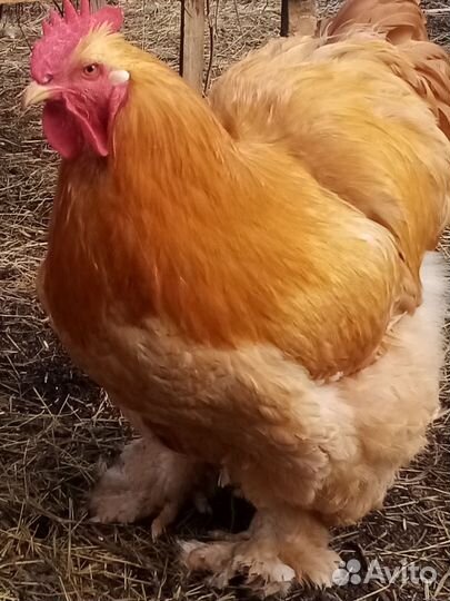 Петушок породы кохин