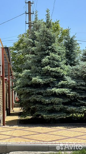 Ппродажа Голубая ель
