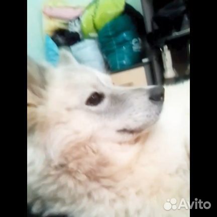 Отдам хорошую собаку в добрые руки