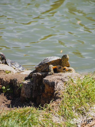 Зеркальный фотоаппарат olympus e-420+2 обьектива