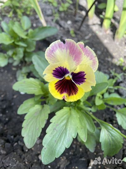 Рассада цветов. Фиалка