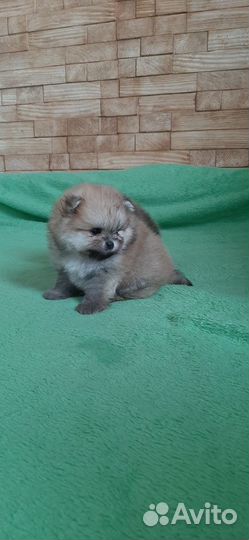 Немецкий шпиц померанский