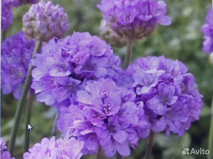 Лаванда Иберис Ангелония проф семена