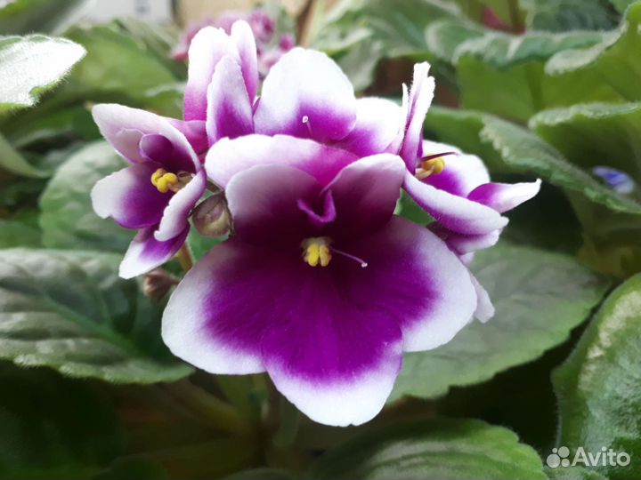 Фиалки список сортов