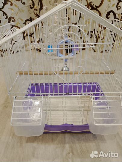 Волнистый попугай