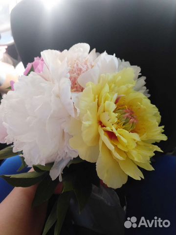 Пионы ито и травянистые